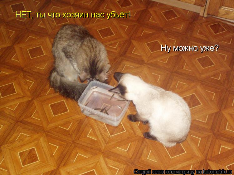 Ну можно уже? НЕТ, ты что хозяин нас убьёт!... Котоматрица: Ну можно уже? НЕТ, ты что хозяин нас убьёт!