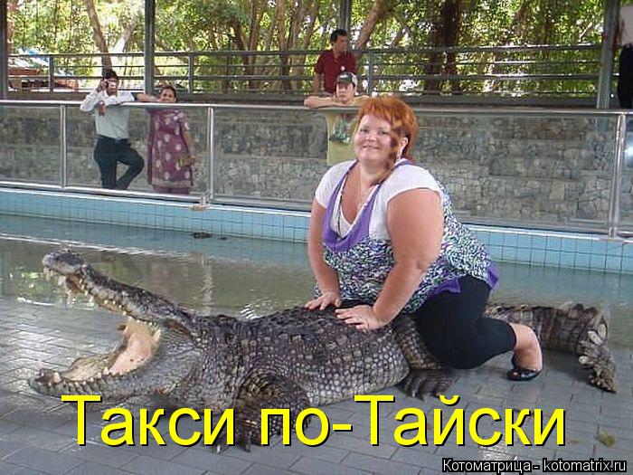 Котоматрица: Такси по-Тайски