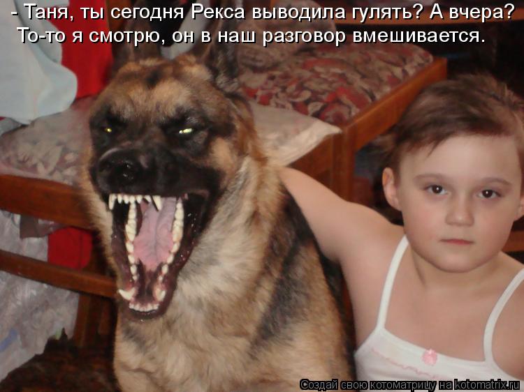 Котоматрица: - Таня, ты сегодня Рекса выводила гулять? А вчера?  То-то я смотрю, он в наш разговор вмешивается.