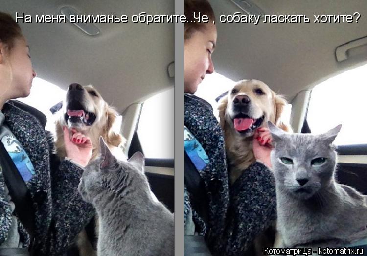 На меня вниманье обратите.... Че , собаку ласкать хотите?... Котоматрица: На меня вниманье обратите.... Че , собаку ласкать хотите?