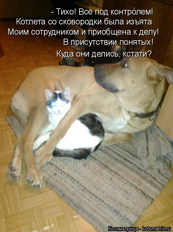 - Тихо! Всё под контролем! Котлета со сковородки была изъята Моим сотрудником и приобщена к делу! В п... Котоматрица: - Тихо! Всё под контролем! Котлета со сковородки была изъята Моим сотрудником и приобщена к делу! В присутствии понятых! Куда они делись, кст