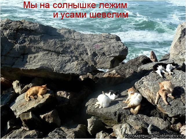 Мы на солнышке лежим и усами шевелим... Котоматрица: Мы на солнышке лежим и усами шевелим