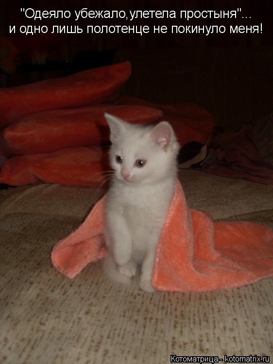 "Одеяло убежало,улетела простыня"... и одно лишь полотенце не покинуло меня!... Котоматрица: "Одеяло убежало,улетела простыня"... и одно лишь полотенце не покинуло меня!