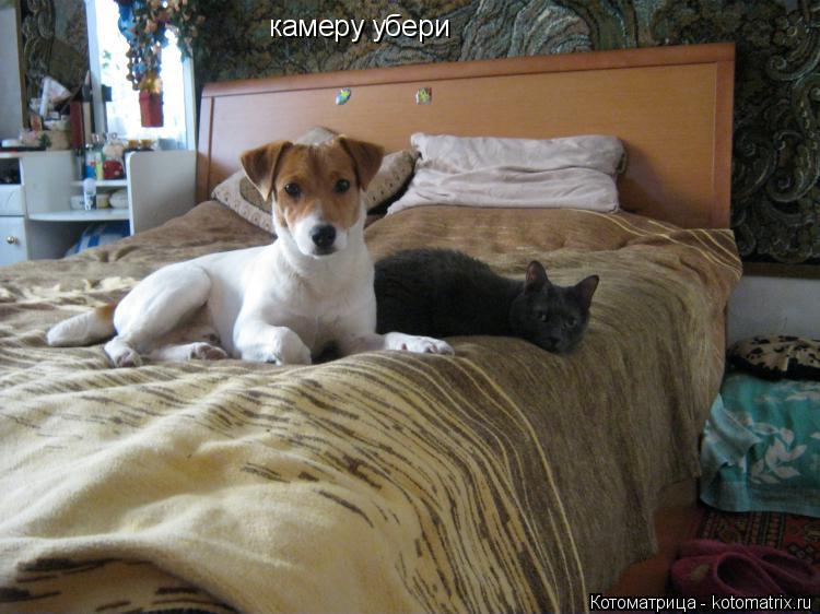 Котоматрица: камеру убери