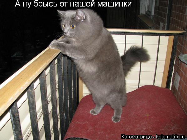 Котоматрица: А ну брысь от нашей машинки А ну брысь от нашей машинки