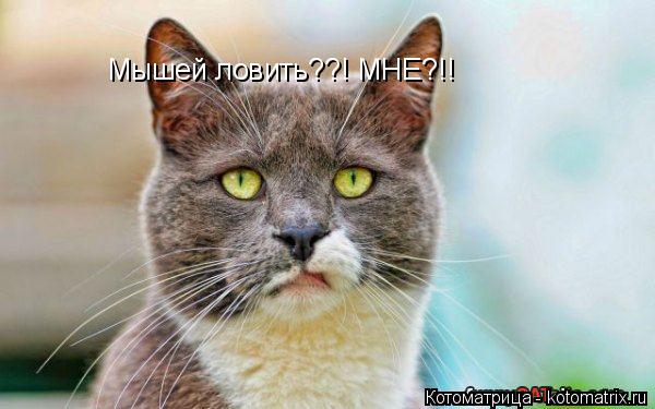 Котоматрица: Мышей ловить??! МНЕ?!!
