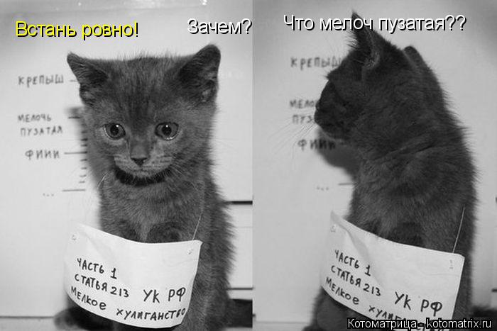 Встань ровно! Зачем? Что мелоч пузатая??... Котоматрица: Встань ровно! Зачем? Что мелоч пузатая??