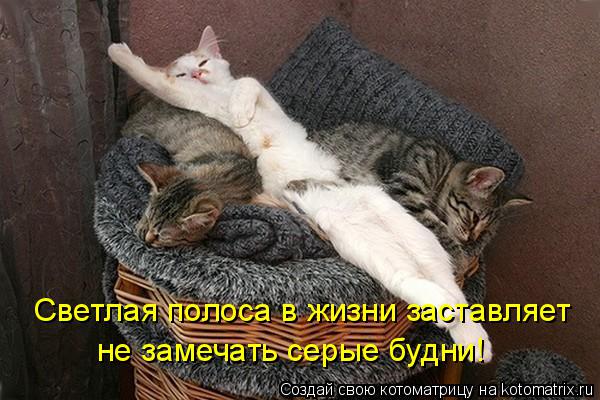 Котоматрица: Светлая полоса в жизни заставляет не замечать серые будни!