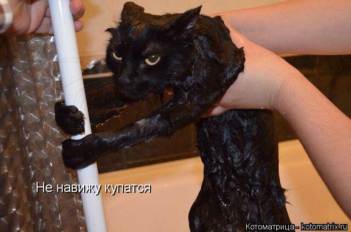 Котоматрица: Не навижу купатся