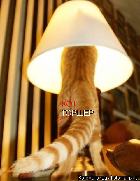 Котоматрица: ТОРШЕР ----------- КОТ