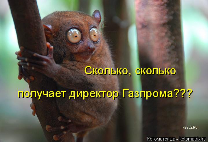 Котоматрица: Сколько, сколько получает директор Газпрома???