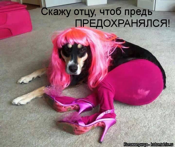 Котоматрица: Скажу отцу, чтоб предь ПРЕДОХРАНЯЛСЯ!
