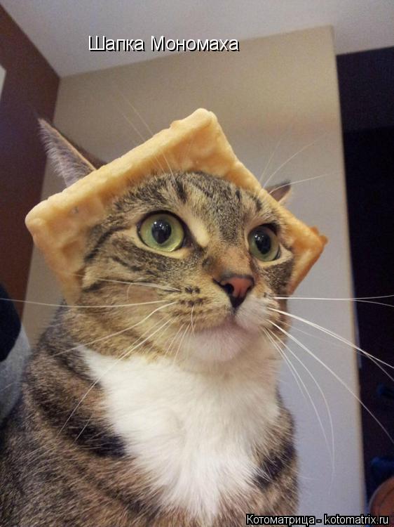 Шапка Мономаха... Котоматрица: Шапка Мономаха
