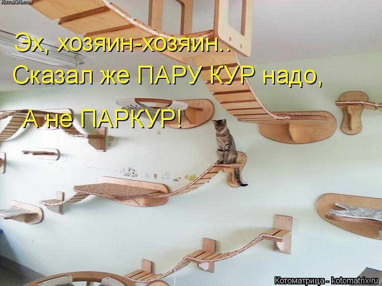 Эх, хозяин-хозяин.. Сказал же ПАРУ КУР надо, А не ПАРКУР!... Котоматрица: Эх, хозяин-хозяин.. Сказал же ПАРУ КУР надо, А не ПАРКУР!