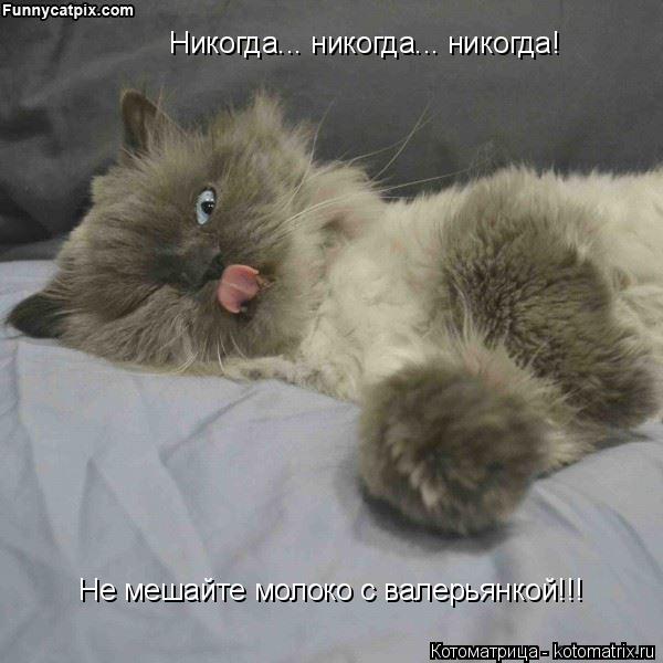Котоматрица: Никогда... никогда... никогда! Никогда... никогда... никогда! Не мешайте молоко с валерьянкой!!! Не мешайте молоко с валерьянкой!!!