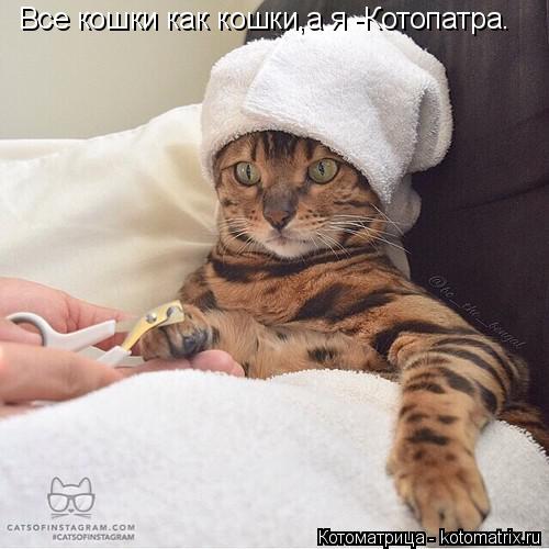 Котоматрица: Все кошки как кошки,а я -Котопатра.