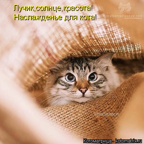Котоматрица: Лучик,солнце,красота! Наслажденье для кота!