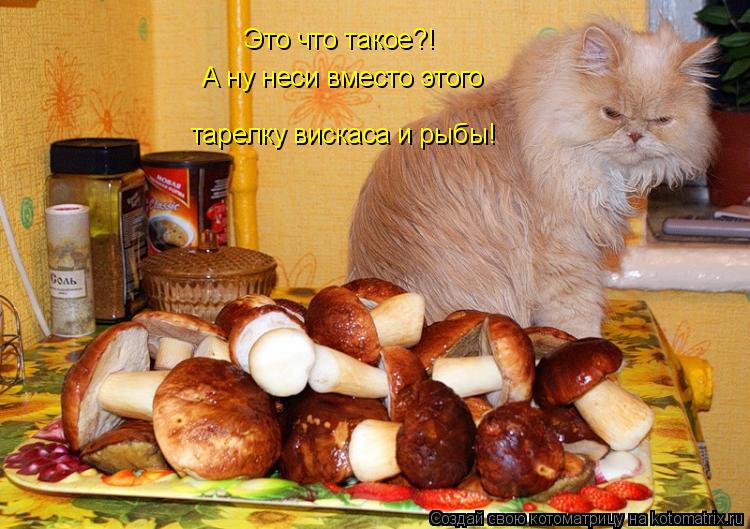 Это что такое?! А ну неси вместо этого тарелку вискаса и рыбы!... Котоматрица: Это что такое?! А ну неси вместо этого тарелку вискаса и рыбы!