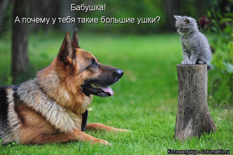Котоматрица: Бабушка!  А почему у тебя такие большие ушки?