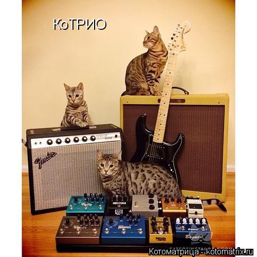 КоТРИО... Котоматрица: КоТРИО