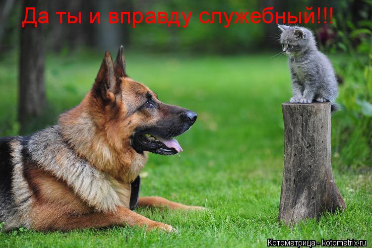 Котоматрица: Да ты и вправду служебный!!!