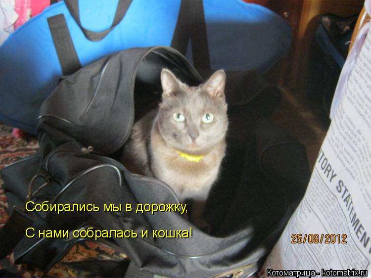 Котоматрица: Собирались мы в дорожку, С нами собралась и кошка!