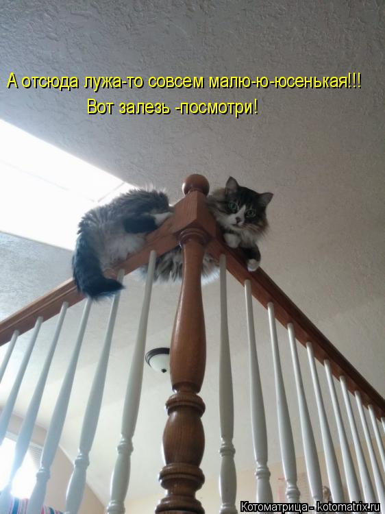 Котоматрица: А отсюда лужа-то совсем малю-ю-юсенькая!!! Вот залезь -посмотри!