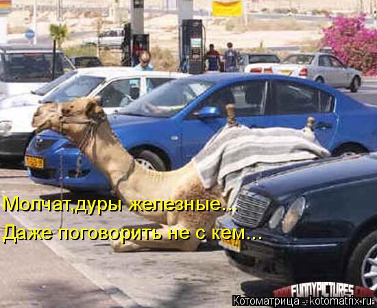 Котоматрица: Молчат,дуры железные... Даже поговорить не с кем...