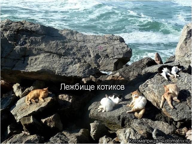 Котоматрица: Лежбище котиков