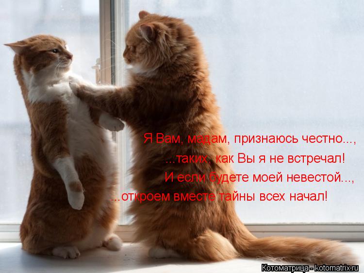 Котоматрица: ...откроем вместе тайны всех начал! И если будете моей невестой..., ...таких, как Вы я не встречал! Я Вам, мадам, признаюсь честно...,