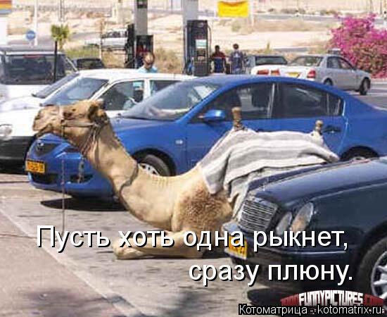 Котоматрица: Пусть хоть одна рыкнет, сразу плюну.