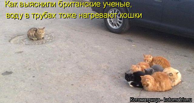 Котоматрица: Как выяснили британские ученые, воду в трубах тоже нагревают кошки