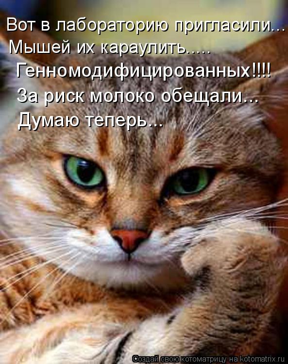 Котоматрица: Генномодифицированных!!!! За риск молоко обещали... Думаю теперь... Вот в лабораторию пригласили... Мышей их караулить.....