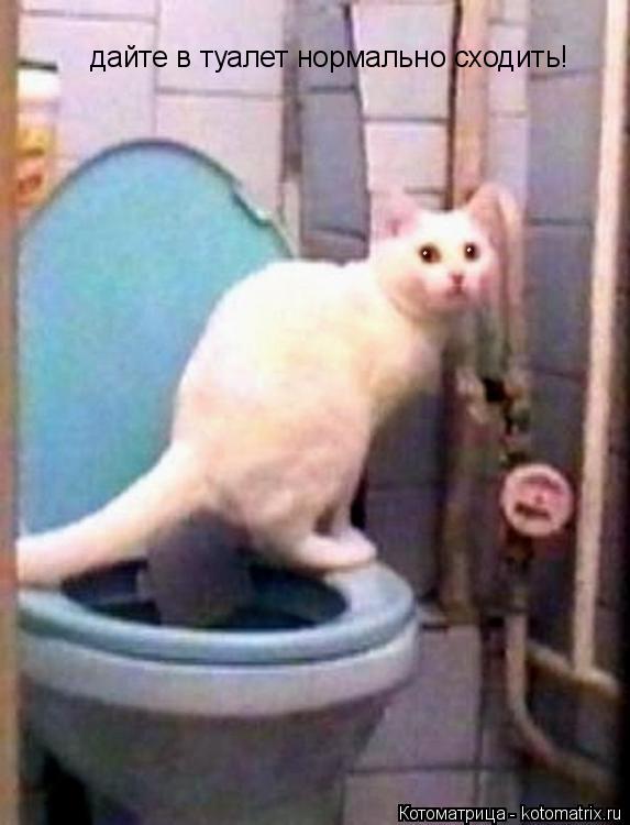 Котоматрица: дайте в туалет нормально сходить!
