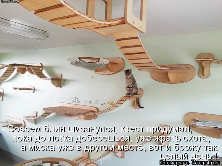 Котоматрица: - Совсем блин шизанулся, квест придумал, пока до лотка доберешься, уже жрать охота,  а миска уже в другом месте, вот и брожу так  целый день!!!