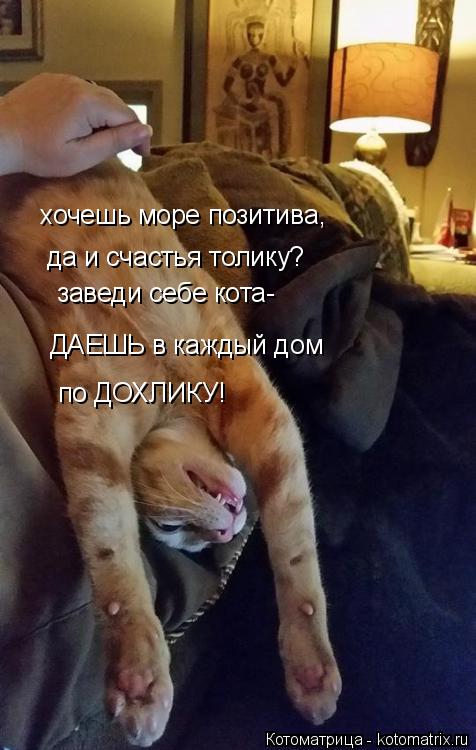 Котоматрица: хочешь море позитива, да и счастья толику? заведи себе кота- ДАЕШЬ в каждый дом по ДОХЛИКУ!