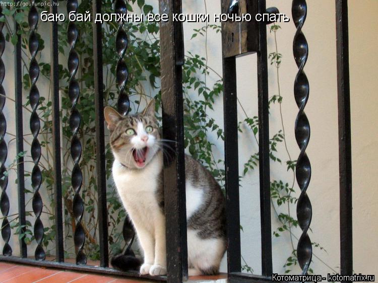 баю бай должны все кошки ночью спать... Котоматрица: баю бай должны все кошки ночью спать