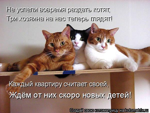 Котоматрица: Не успели вовремя раздать котят,  Три хозяина на нас теперь глядят! Каждый квартиру считает своей, Ждём от них скоро новых детей!