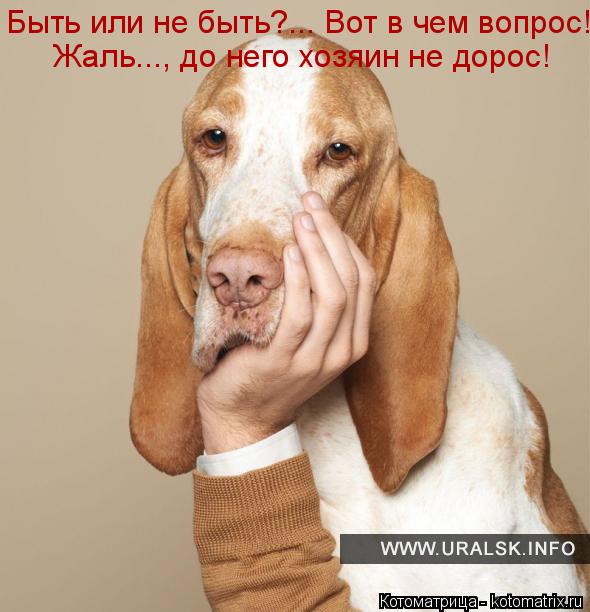 Котоматрица: Быть или не быть?... Вот в чем вопрос! Жаль..., до него хозяин не дорос!
