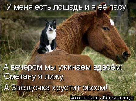 Котоматрица: У меня есть лошадь и я её пасу! А вечером мы ужинаем вдвоём: Сметану я лижу, А Звёздочка хрустит овсом!