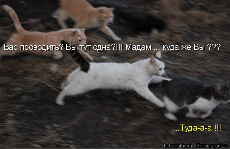Котоматрица: Вас проводить? Вы тут одна?!!! Мадам..., куда же Вы ??? ...Туда-а-а !!!