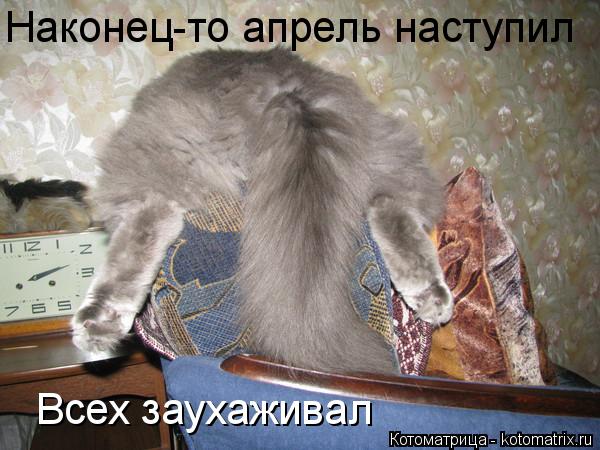 Котоматрица: Наконец-то апрель наступил Всех заухаживал