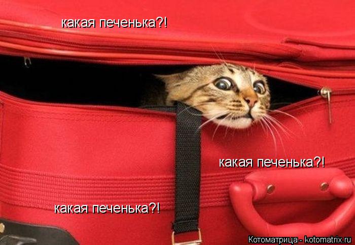 Котоматрица: какая печенька?! какая печенька?! какая печенька?!