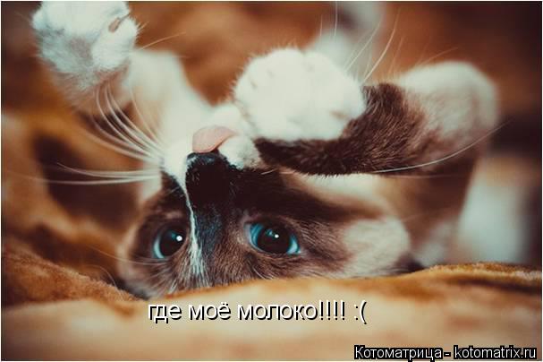где моё молоко!!!! :(... Котоматрица: где моё молоко!!!! :(