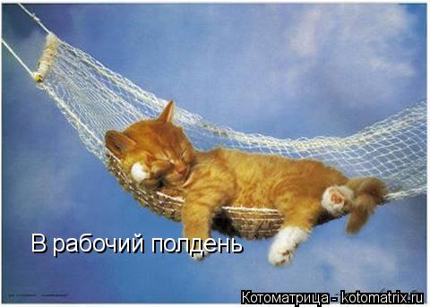Котоматрица: В рабочий полдень
