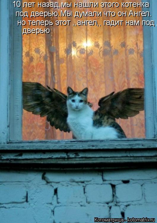 Котоматрица: 10 лет назад,мы нашли этого котенка  под дверью.Мы думали что он Ангел. но теперь этот ,,ангел,, гадит нам под дверью  дверью