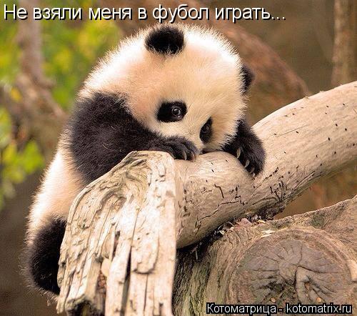Котоматрица: Не взяли меня в фубол играть...