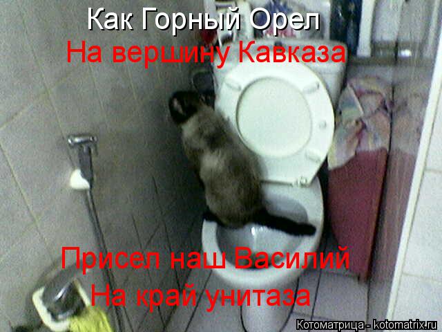 Котоматрица: Как Горный Орел На вершину Кавказа Присел наш Василий На край унитаза