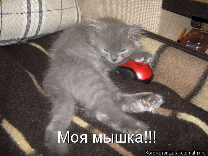 Котоматрица: Моя мышка!!!