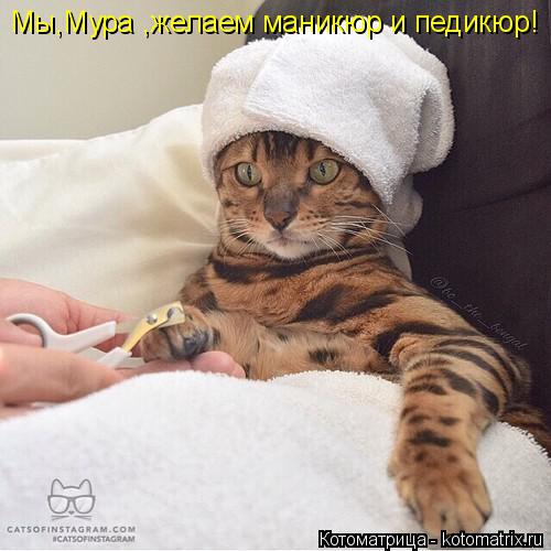 Котоматрица: Мы,Мура ,желаем маникюр и педикюр!
